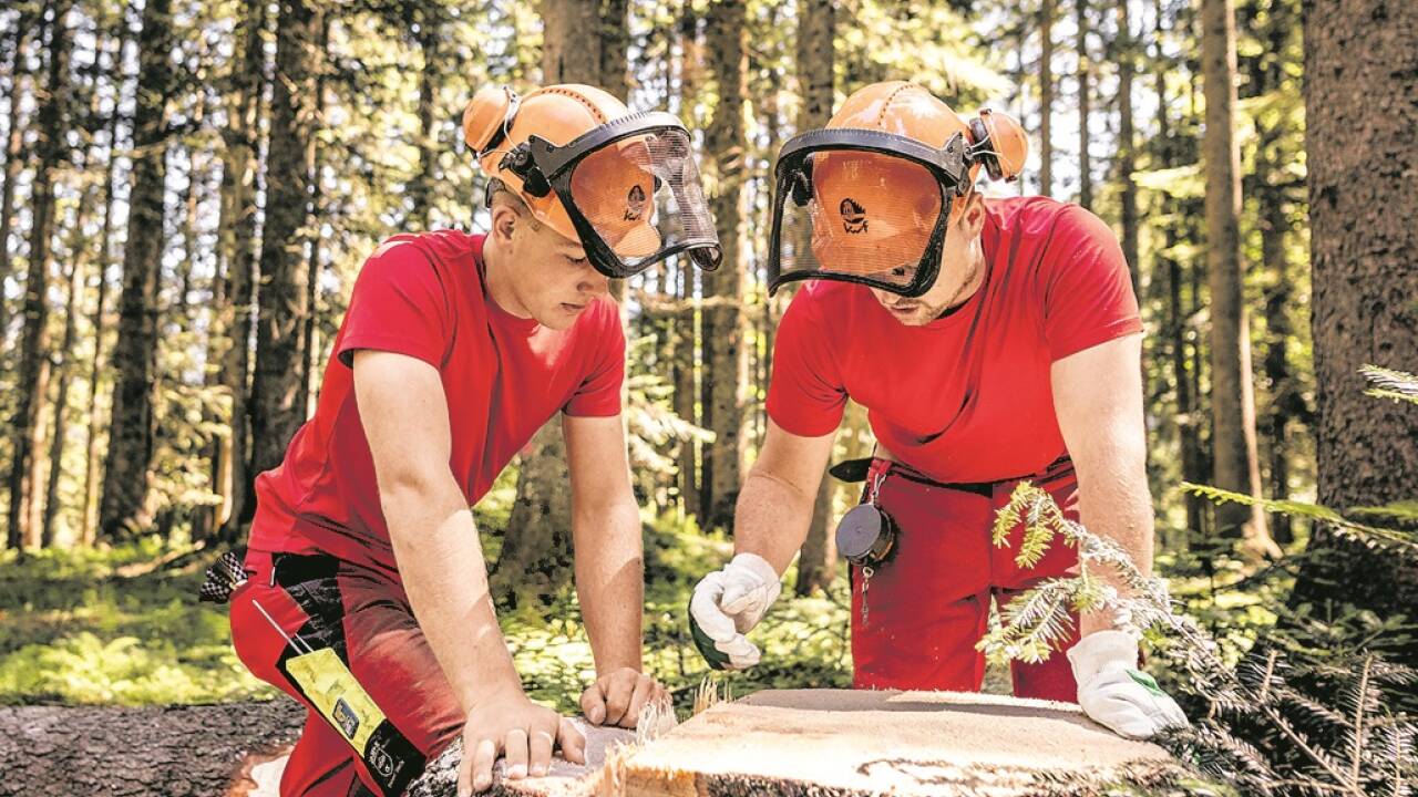 Forstfacharbeiter kümmern sich um die Baumernte. 