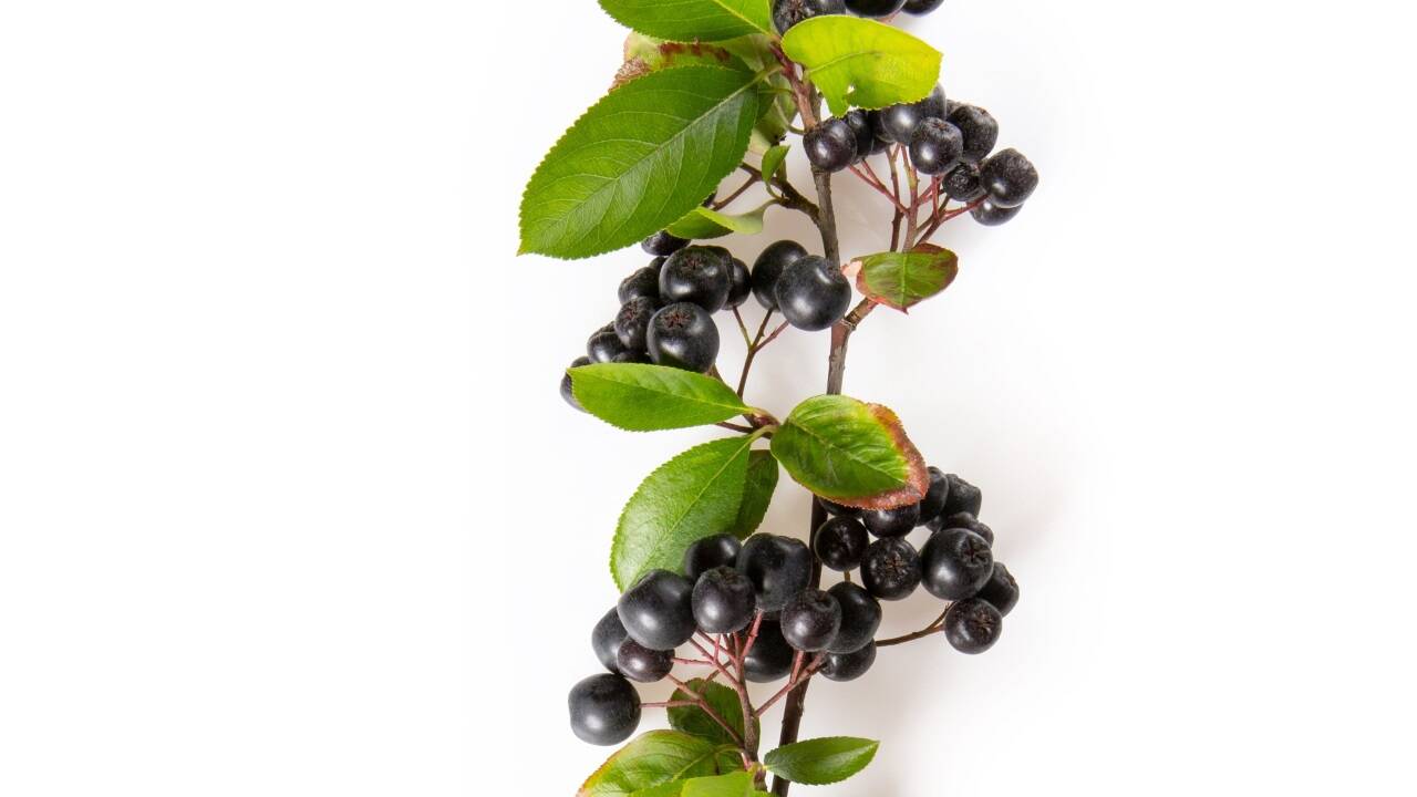 Der Aroniabeere werden viele gesundheitsfördernde Eigenschaften nachgesagt. Der Aroniabeere werden viele gesundheitsfördernde Eigenschaften nachgesagt.