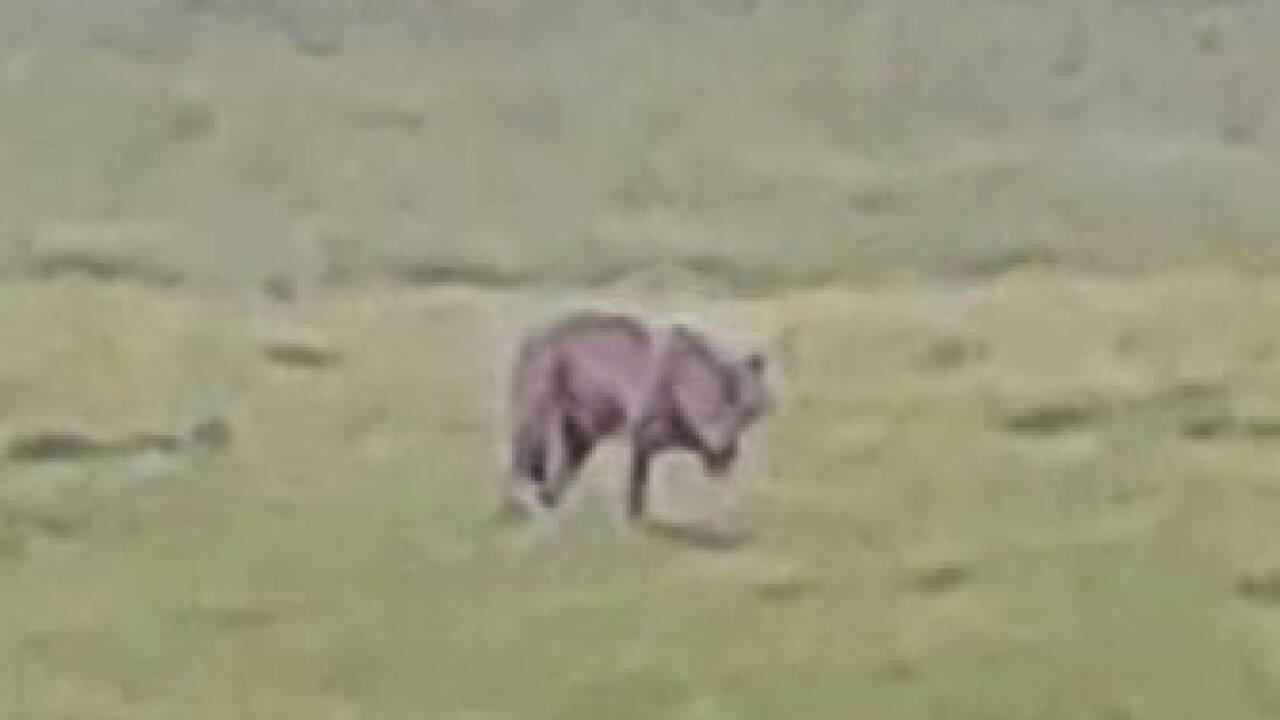 Ein Wolf in Straßwalchen? Dieses Foto ist derzeit in den sozialen Netzwerken im Umlauf. 