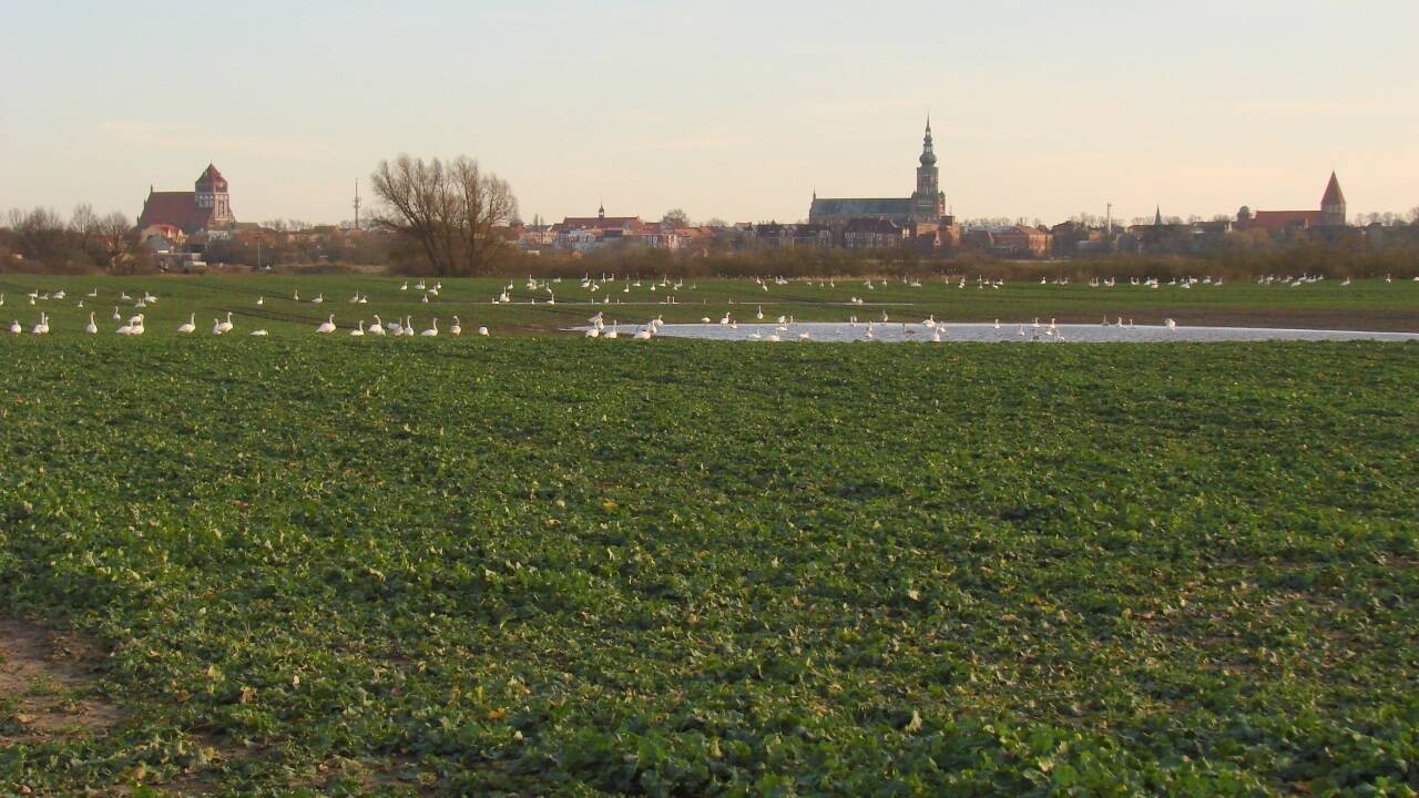 Moorwiesen vor den Toren von Greifswald.  