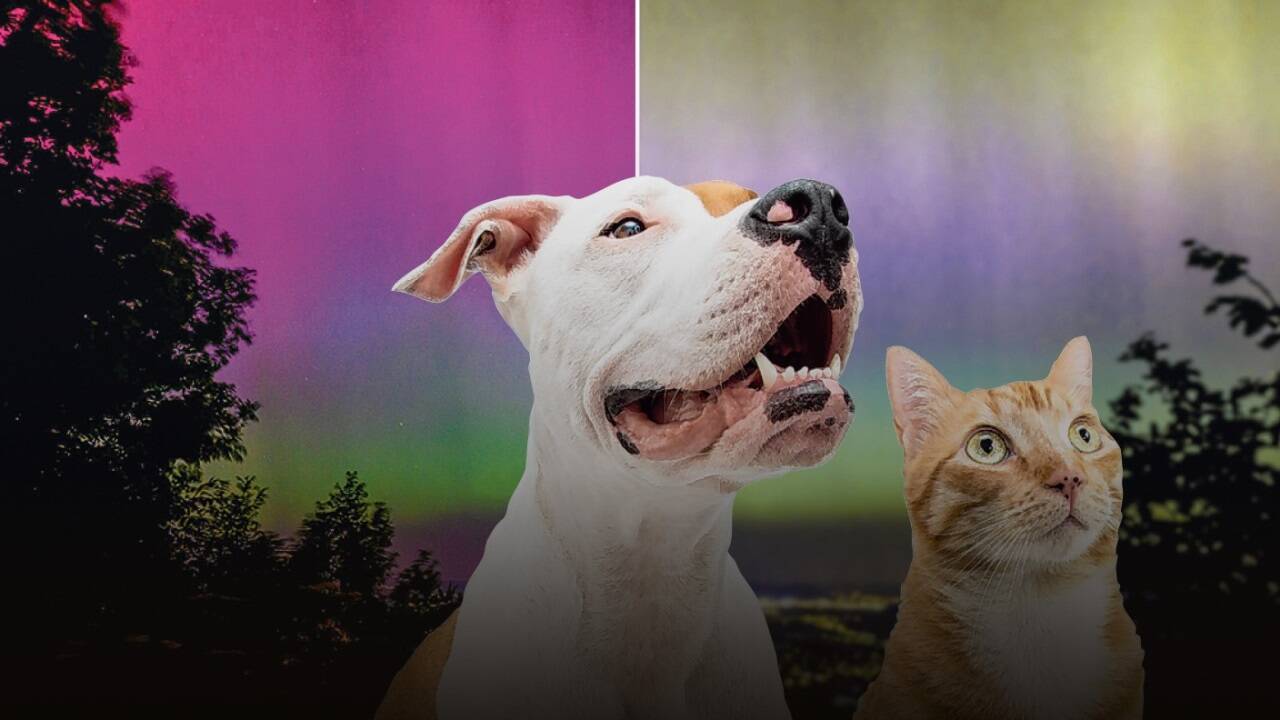 Links das Farbspektrum, das wir Menschen sehen. Rechts: Mit den Augen von Hund und Katze betrachtet fallen Rottöne und leuchtendes Grün weg. Links das Farbspektrum, das wir Menschen sehen. Rechts: Mit den Augen von Hund und Katze betrachtet fallen Rottöne und leuchtendes Grün weg.