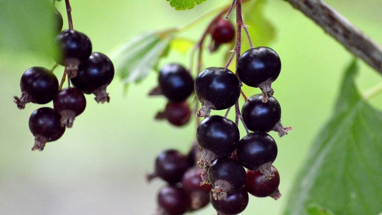 Tiefschwarze Ribisel - eine vielseitige Beere. Tiefschwarze Ribisel - eine vielseitige Beere.