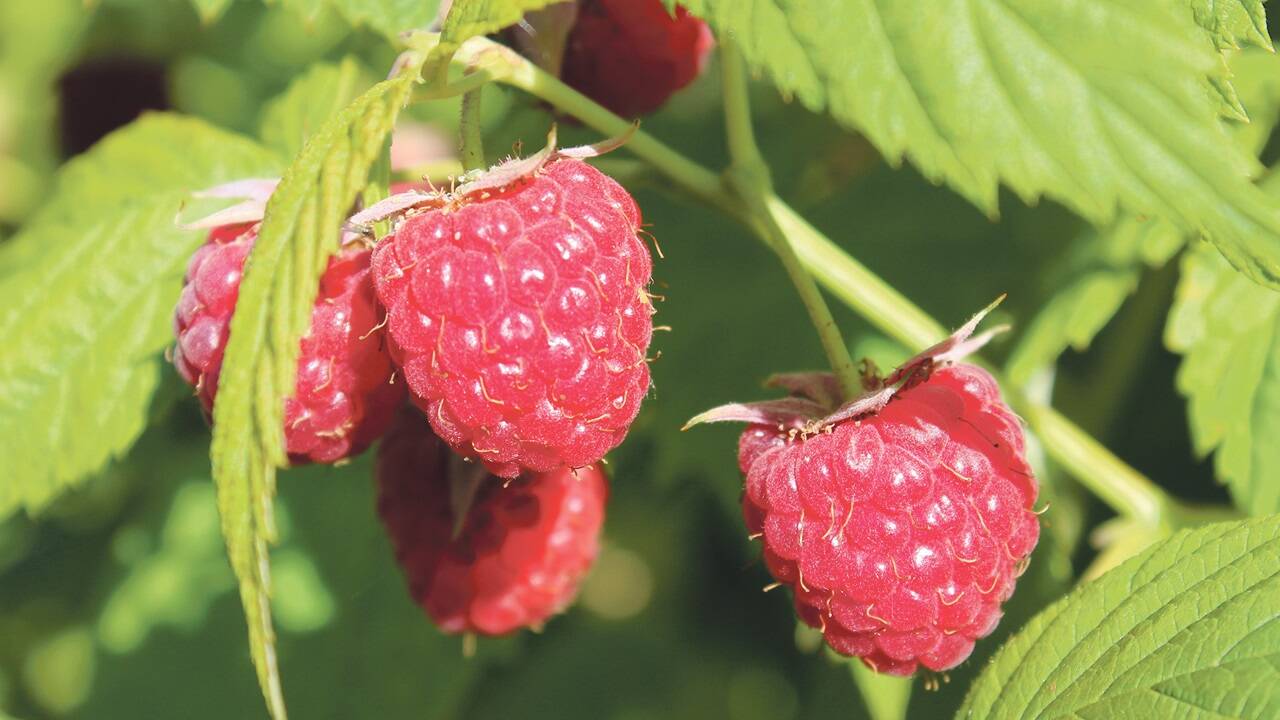 Der Saft aus Himbeeren – es gibt kaum Besseres. 