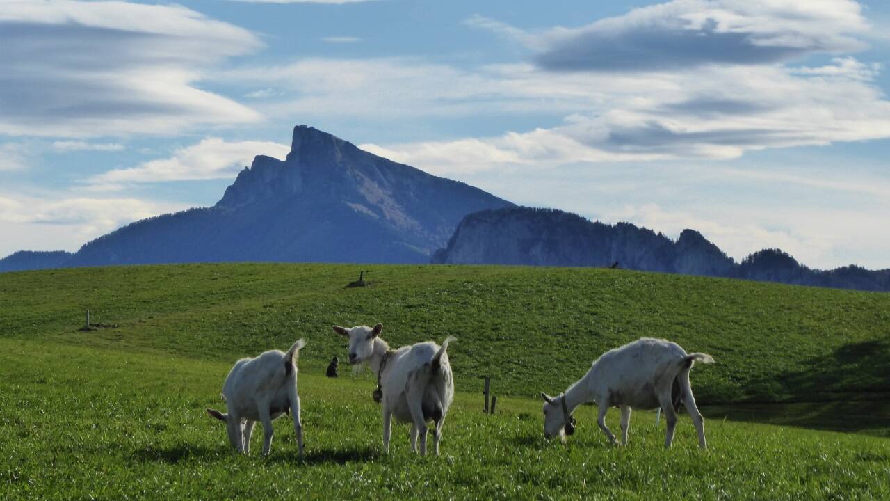  Die Ziegen vom Thalgauberg schielen auf den Schafberg hinüber. 
