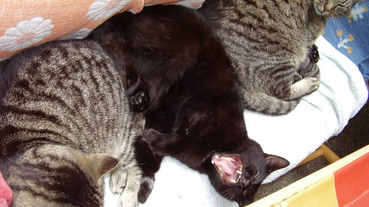 Der schwarze Kater Max mit seinem Bruder Moritz (links) und Mama Zwerg. 