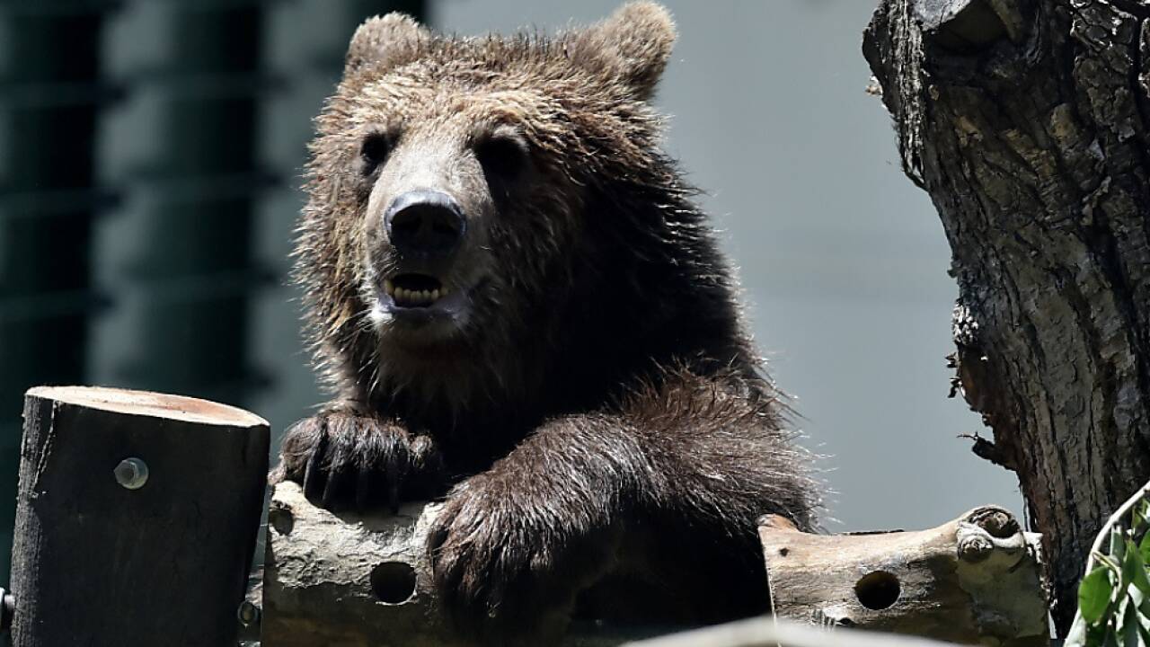 Ein Bär in einem italienischen Zoo (Symbolbild) 