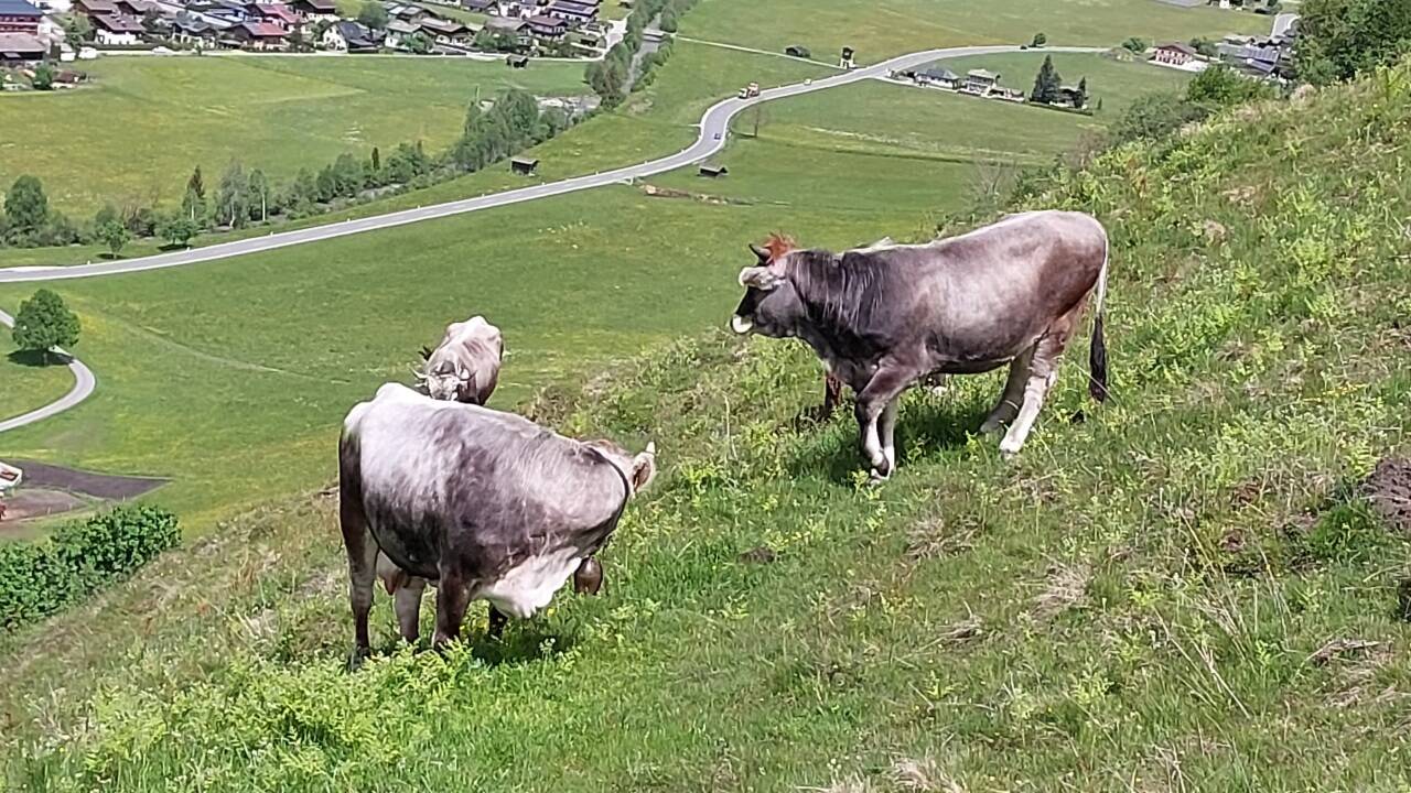 Die Rinder sind nun wieder zur Weide auf dem Berg. Die Rinder sind nun wieder zur Weide auf dem Berg.