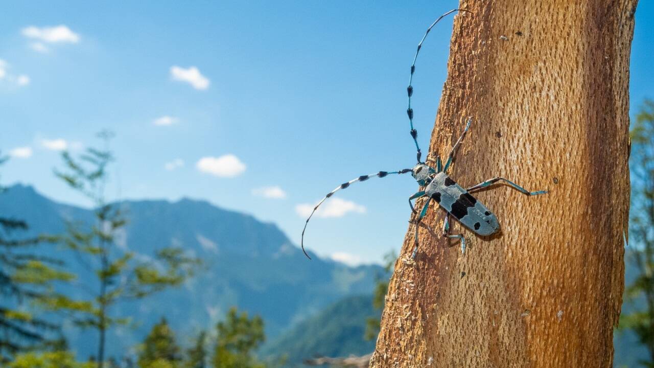 Der seltene Alpenbock fühlt sich besonders in geschützten Zonen ausgesprochen wohl. 