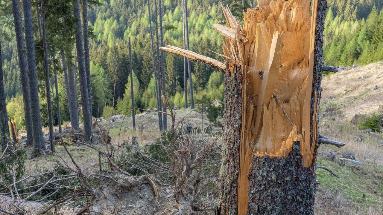 Wetterextreme wie starke Stürme nehmen zu und richten im Wald großen Schaden an.   Wetterextreme wie starke Stürme nehmen zu und richten im Wald großen Schaden an.