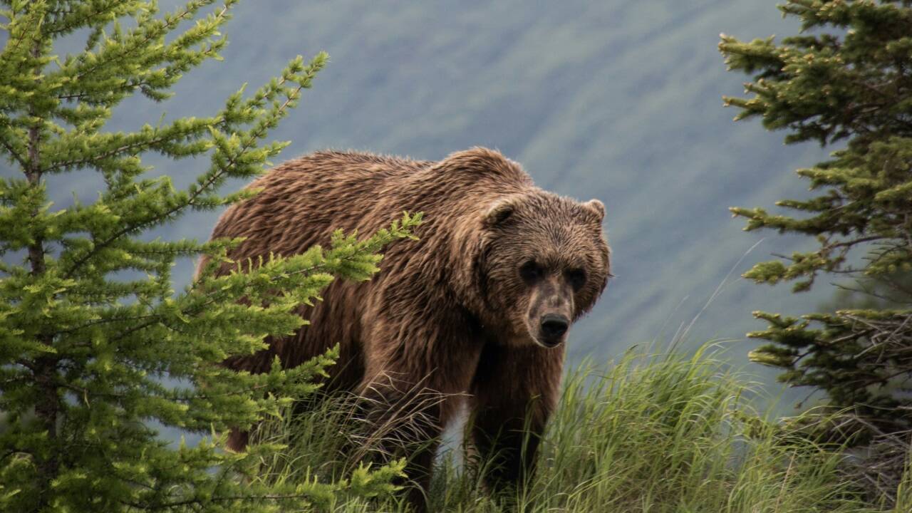 Wem würden Sie lieber im Wald begegnen? Mann oder Bär? 