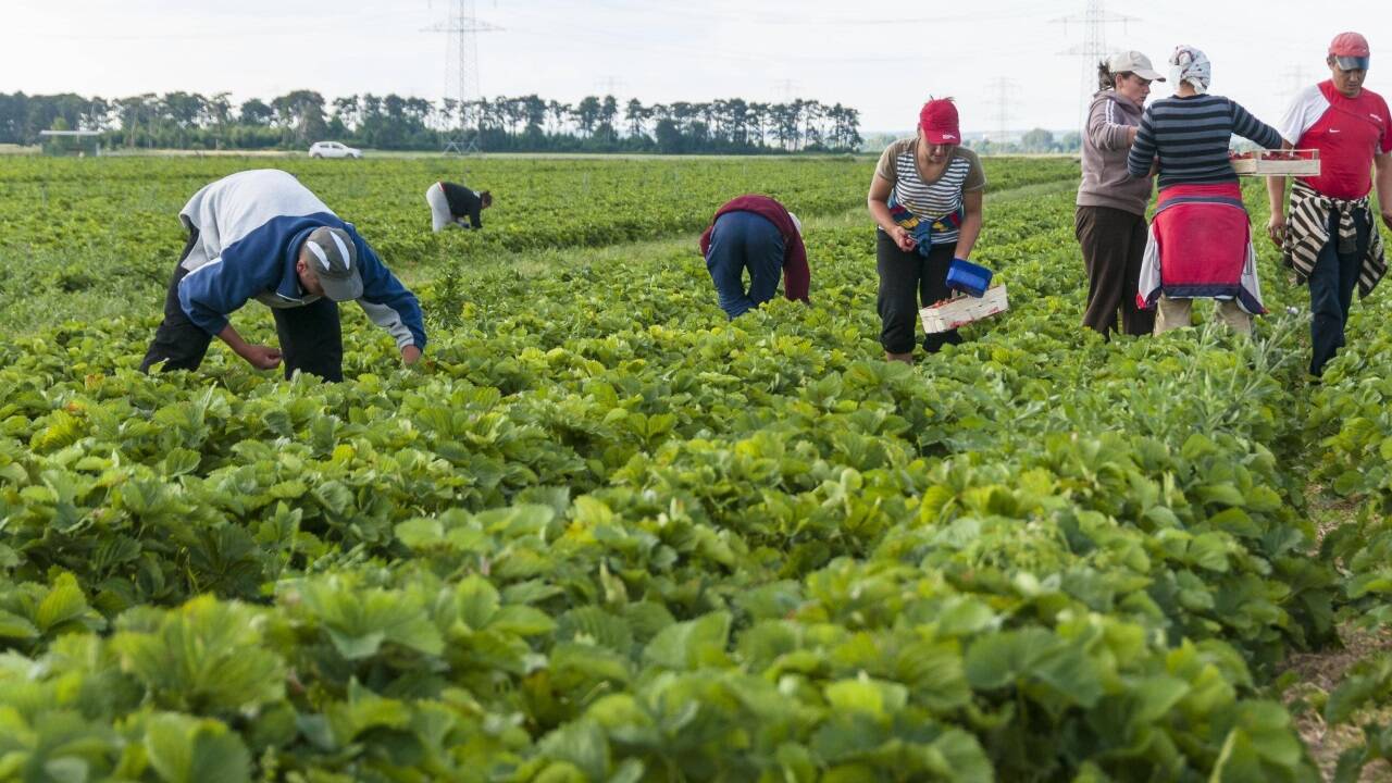 Erntehelferinnen und Erntehelfer auf einem Feld in Niederösterreich. 
