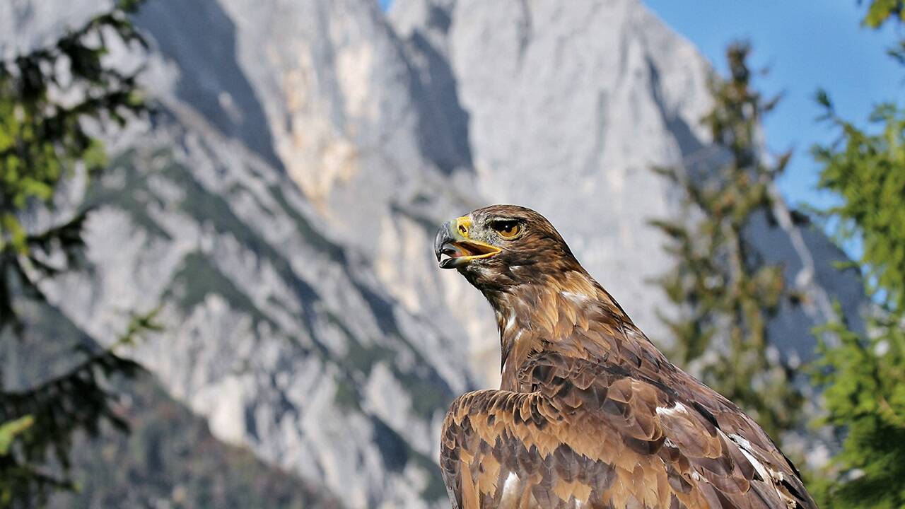 Ein Steinadler vor den Mühlsturzhörnern in den Berchtesgadener Alpen. 