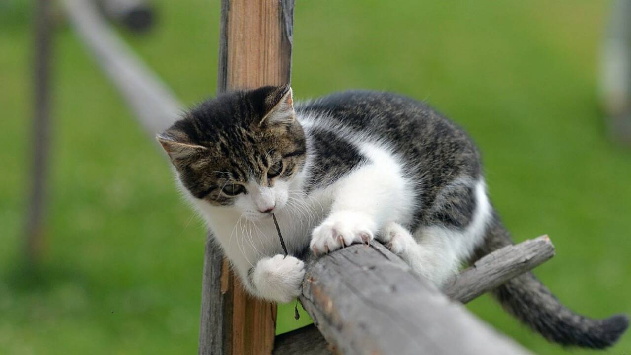 Wie wir auf Facebook alle Katzen loswerden