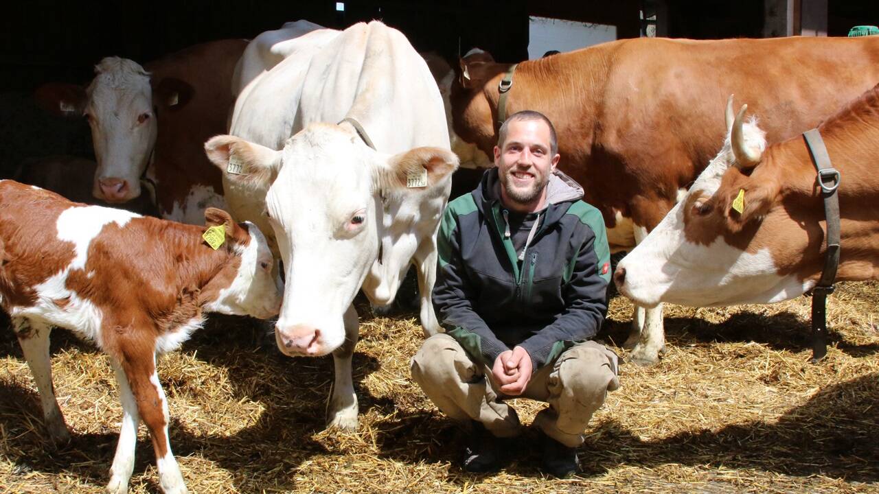 Auf dem Schafferhof von Stephan Schmiderer in St. Martin bei Lofer leben Kälber in ihren ersten Lebenswochen bei ihren Müttern in der Herde.  Auf dem Schafferhof von Stephan Schmiderer in St. Martin bei Lofer leben Kälber in ihren ersten Lebenswochen bei ihren Müttern in der Herde.