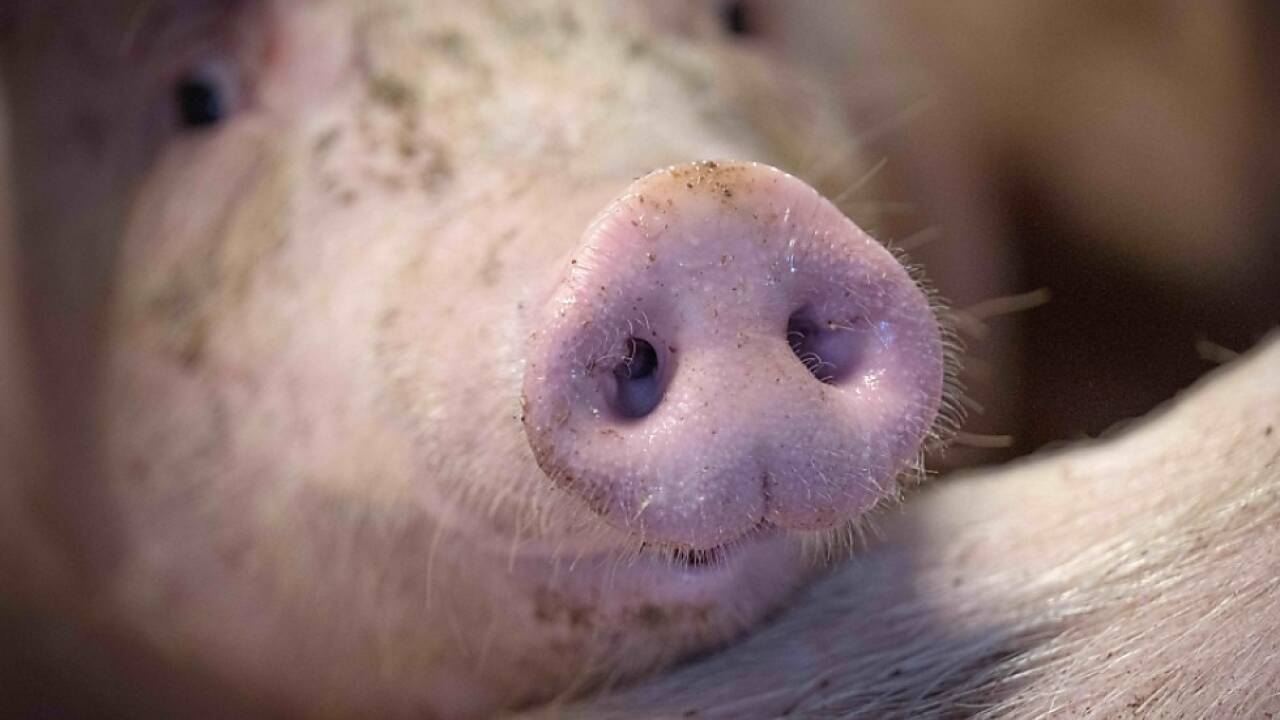 Schweinehaltung sorgt immer wieder für Proteste 