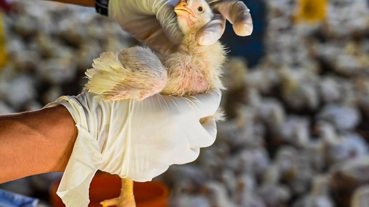 Bisher weltweit Hunderte Todesfälle mit H5N1 Bisher weltweit Hunderte Todesfälle mit H5N1