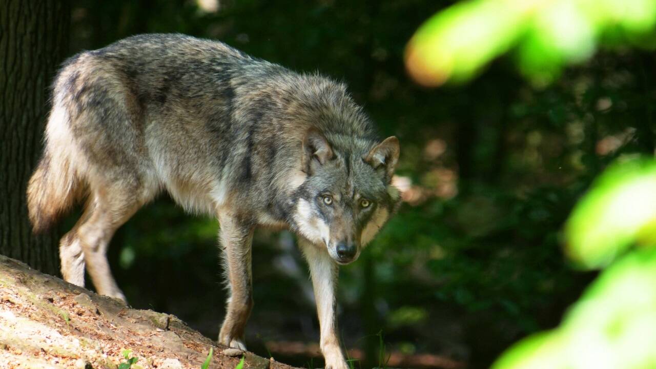 Immer mehr Wolfssichtungen in Österreich. 