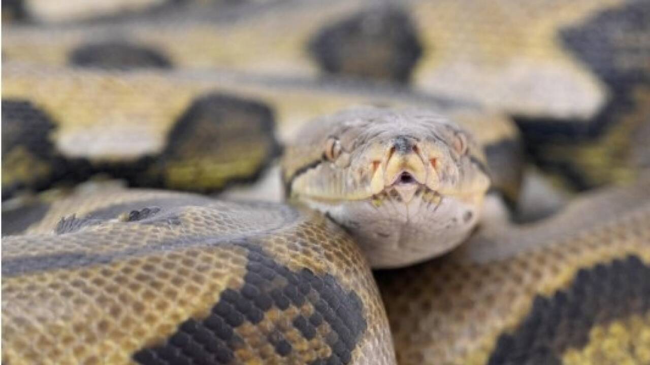 Ein Netzpython im Archivbild.  