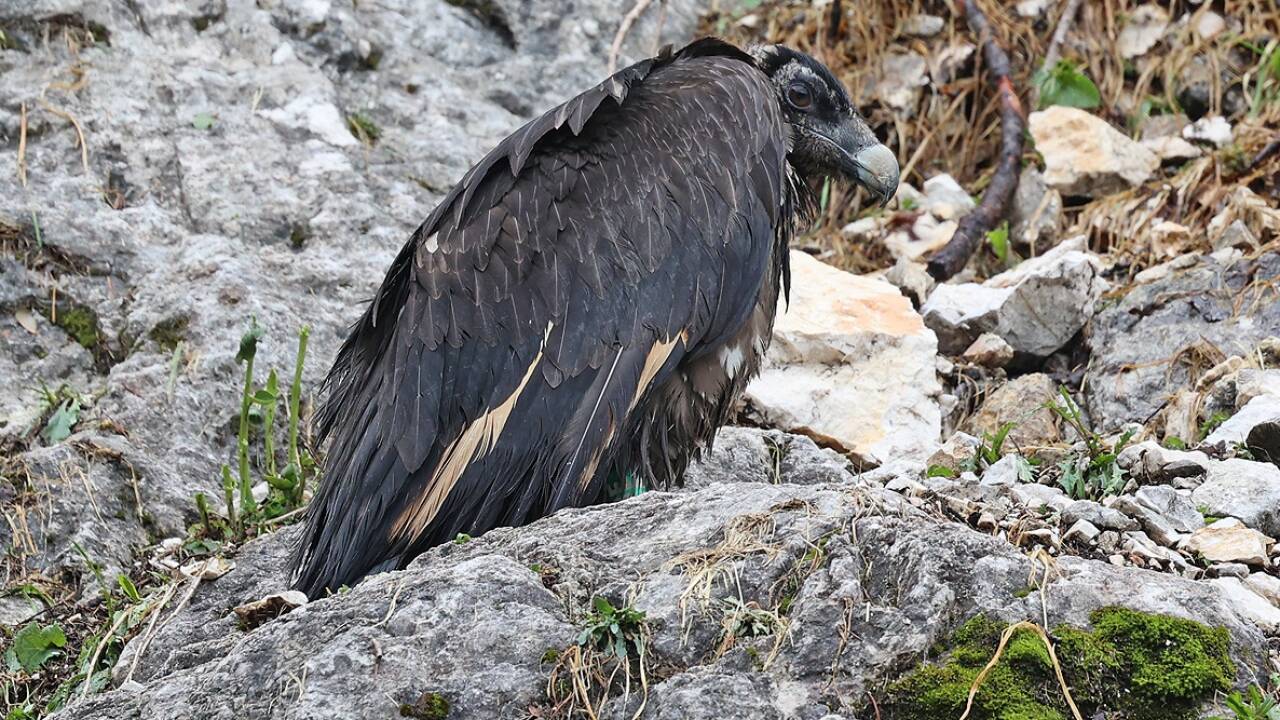 Wiggerl nach seinem Sturz aus der Felsnische. 