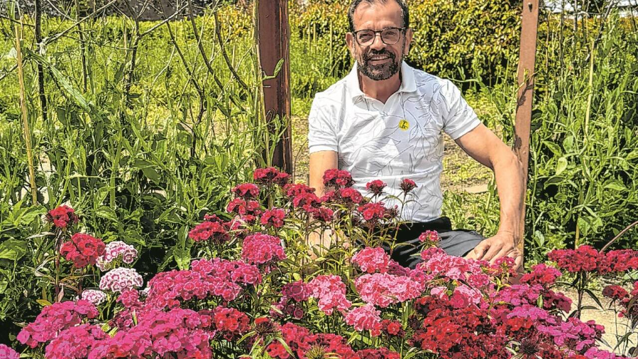 Karl Ploberger posiert beim rosa-rot-weißen Nelkenbeet.  