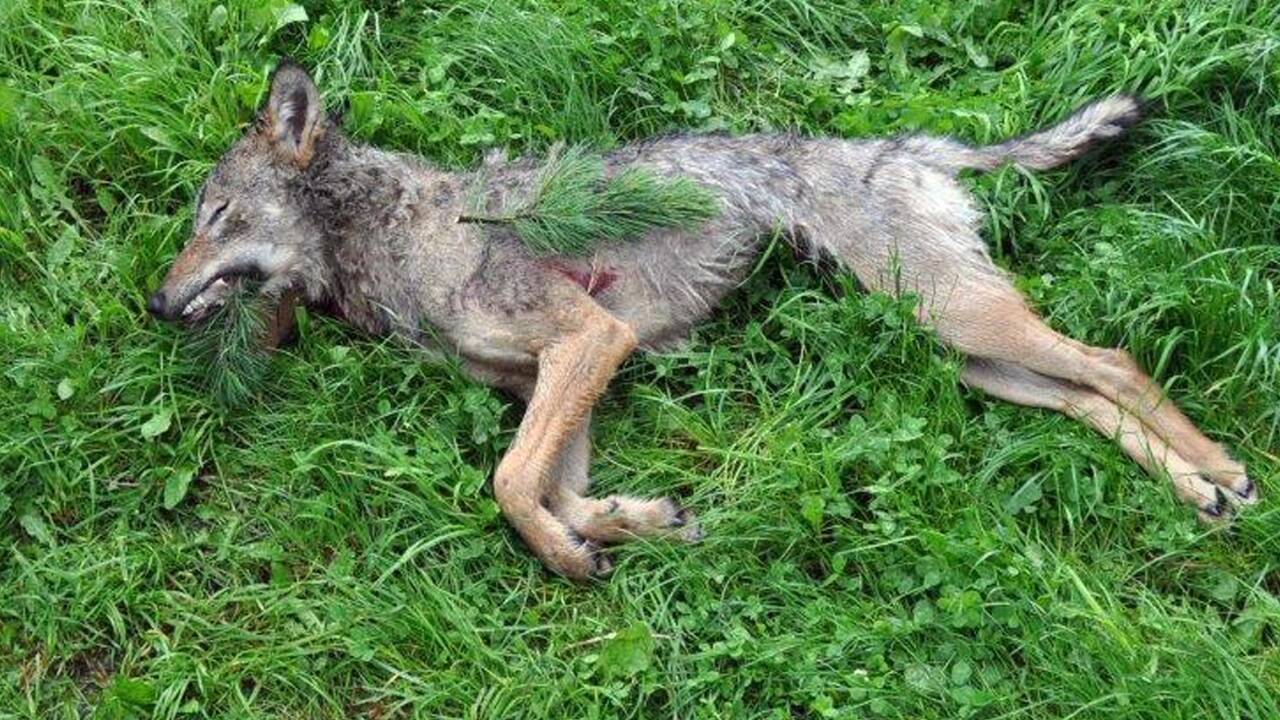Der in Rauris erlegte Wolf hatte einen guten Ernährungszustand. Der in Rauris erlegte Wolf hatte einen guten Ernährungszustand.