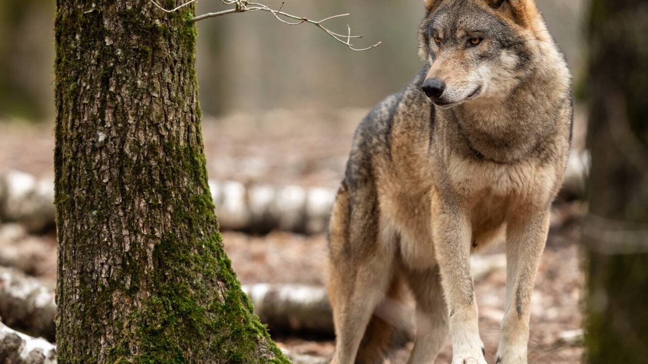 Der Wolf: Für die einen eine Plage, für die anderen ein Symbol für die Rückkehr der Natur. Der Wolf: Für die einen eine Plage, für die anderen ein Symbol für die Rückkehr der Natur.