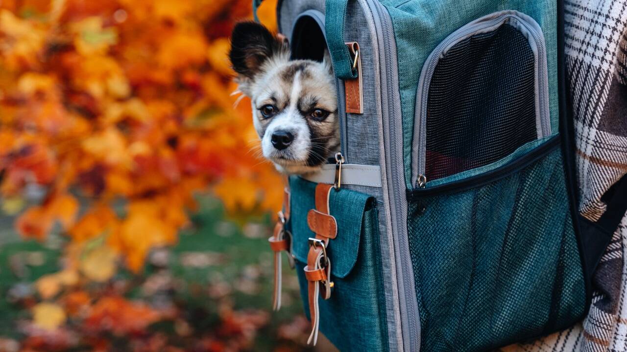 Für viele kleine Hunde ist es eine Erleichterung, einen Teil der Strecke getragen zu werden.  