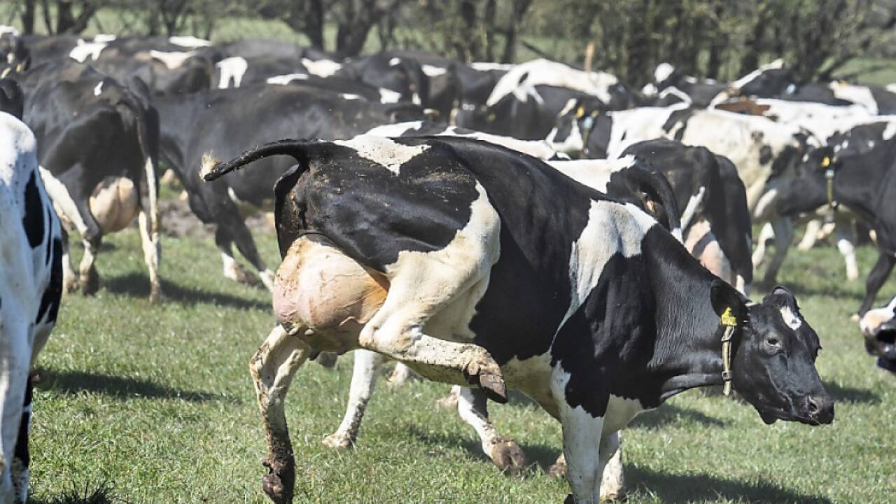 Rinder stoßen große Mengen des klimaschädlichen Methans aus Rinder stoßen große Mengen des klimaschädlichen Methans aus