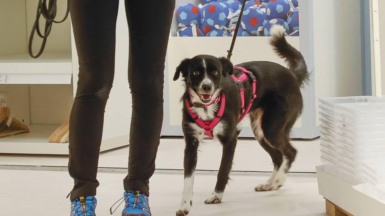 In ganz Österreich sollen einheitlich ab Juli 2026 Hundebesitzer den Nachweis erbringen, dass sie ihr Haustier führen können. In ganz Österreich sollen einheitlich ab Juli 2026 Hundebesitzer den Nachweis erbringen, dass sie ihr Haustier führen können.