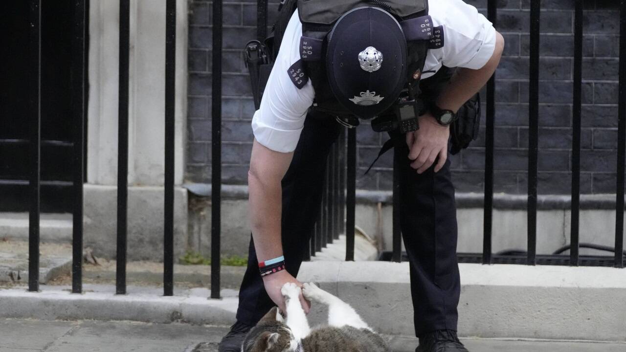 Kater Larry ist der Star in Downing Street Nr. 10 – und wohnt dort länger als jeder Premier seit Ende des 19. Jahrhunderts. 