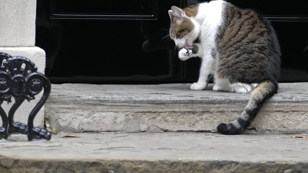 Kater Larry ist der Star in Downing Street Nr. 10 – und wohnt dort länger als jeder Premier seit Ende des 19. Jahrhunderts. 