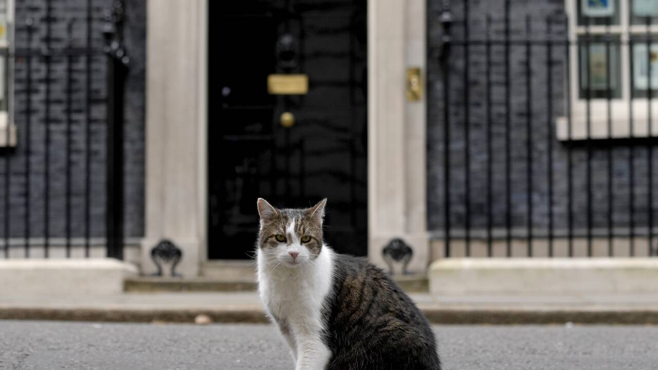 Kater Larry ist der Star in Downing Street Nr. 10 – und wohnt dort länger als jeder Premier seit Ende des 19. Jahrhunderts. 