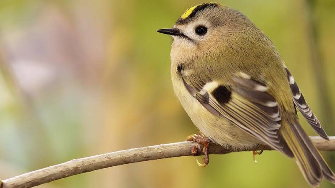 Der schwarze Panzerknackerstreifen über dem Auge ist ein sicheres Unterscheidungsmerkmal. Der schwarze Panzerknackerstreifen über dem Auge ist ein sicheres Unterscheidungsmerkmal.