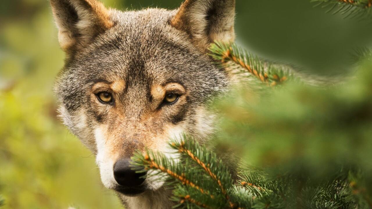 Der Wolf genießt in Österreich weiter den strengen Schutz der EU-Habitatrichtlinie, urteilte der Europäische Gerichtshof in einem Fall aus Tirol. 