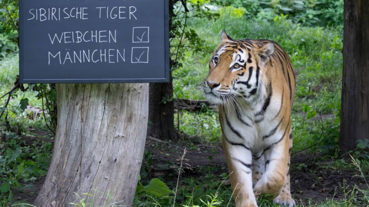 Auch die Sibirischen Tiger wurden gezählt 