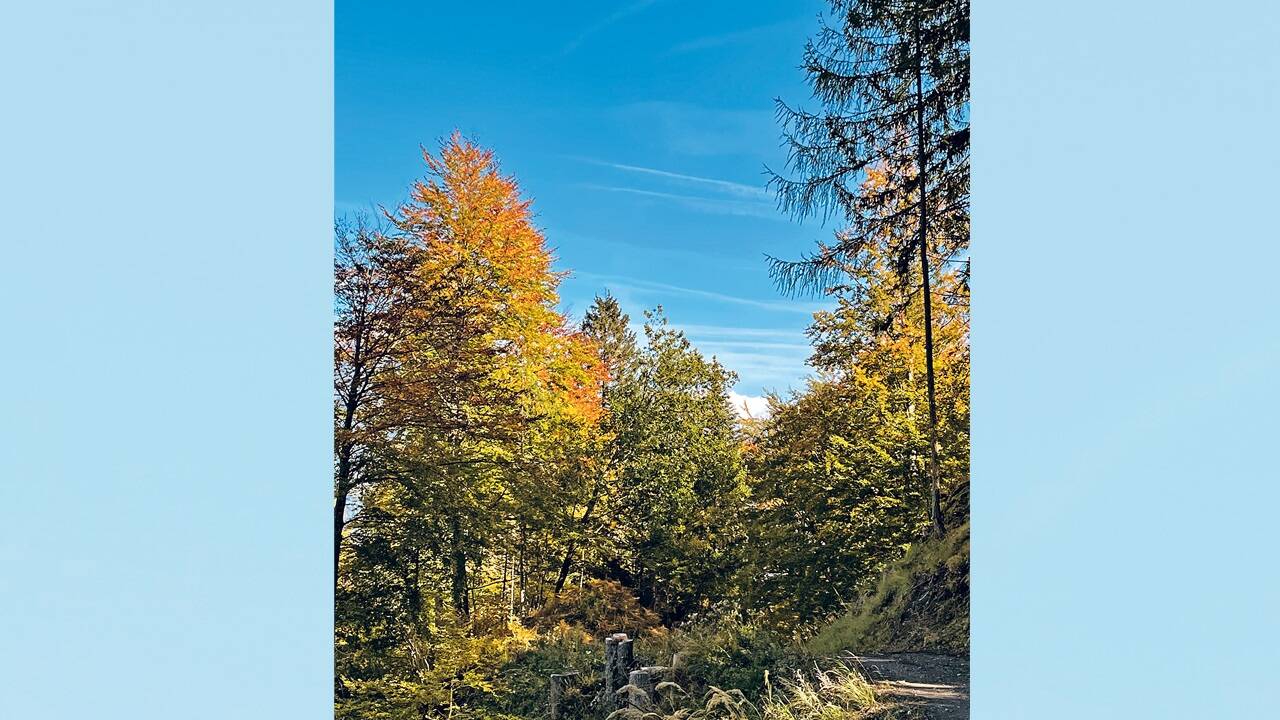 Bäume tauschen untereinander Terpene aus, die heilend sind.   Bäume tauschen untereinander Terpene aus, die heilend sind.