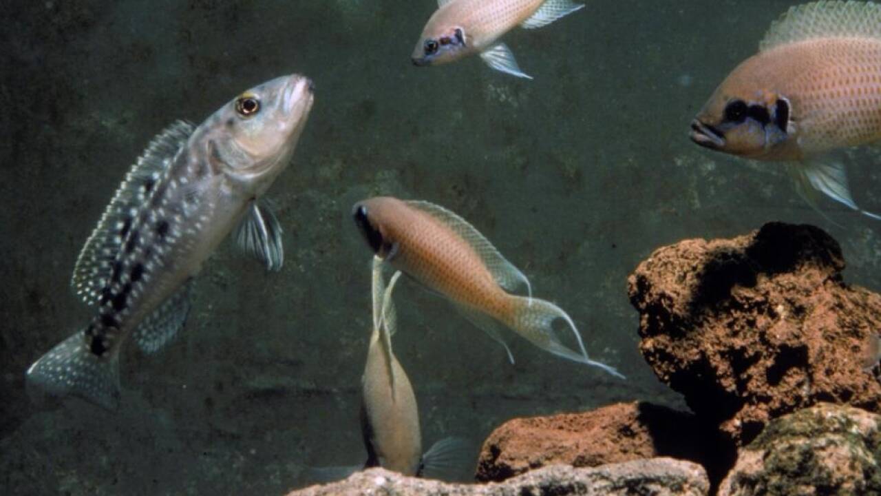 Helfer verteidigen das Buntbarsch-Territorium gegen einen Raubfeind, das Brutpaar (rechts au§en und unten) ist daran nicht beteiligt  Helfer verteidigen das Buntbarsch-Territorium gegen einen Raubfeind, das Brutpaar (rechts au§en und unten) ist daran nicht beteiligt
