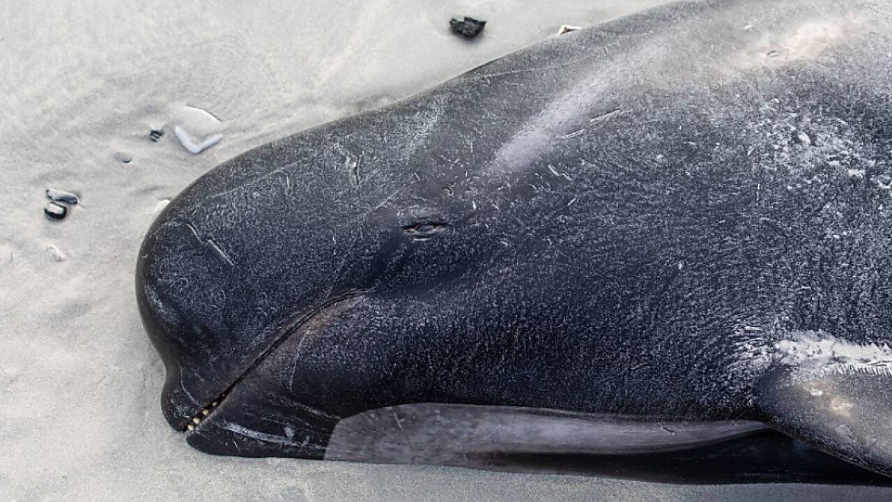 Grindwale wie dieser sind auf den Orkney-Inseln gestrandet Grindwale wie dieser sind auf den Orkney-Inseln gestrandet