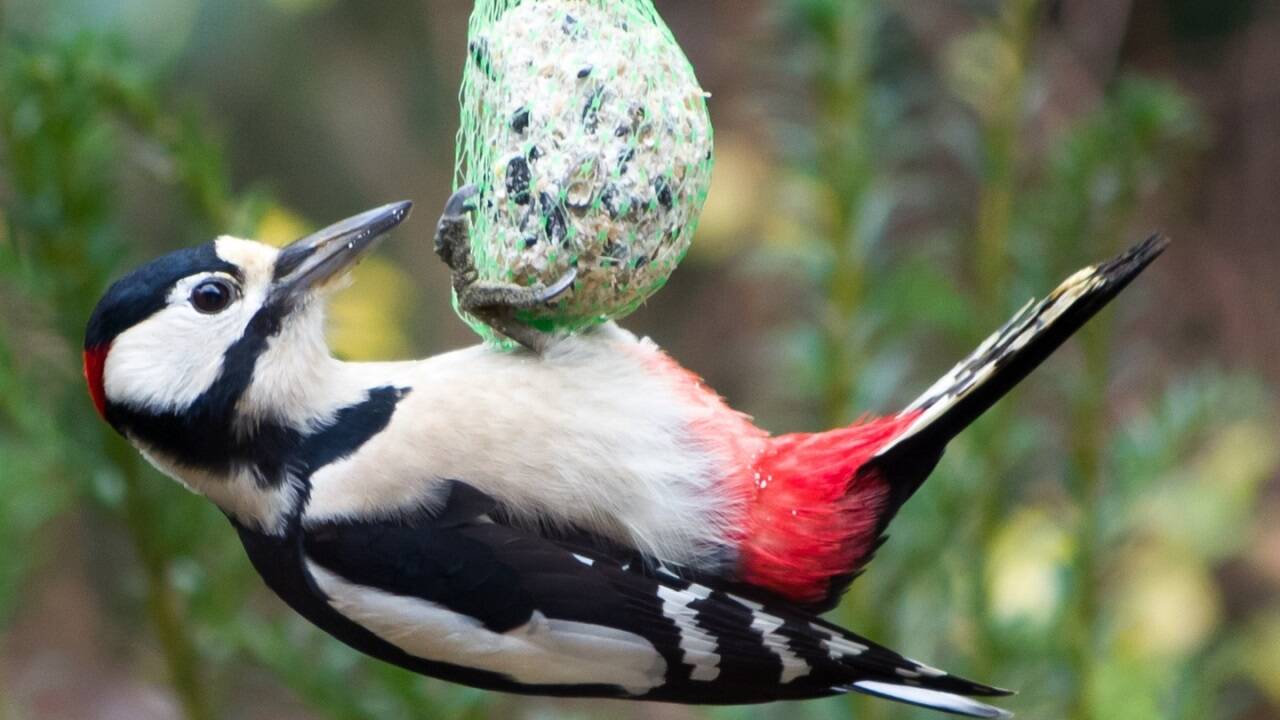 Buntspechte nutzen Meisenknödel gern als Schaukel. Buntspechte nutzen Meisenknödel gern als Schaukel.