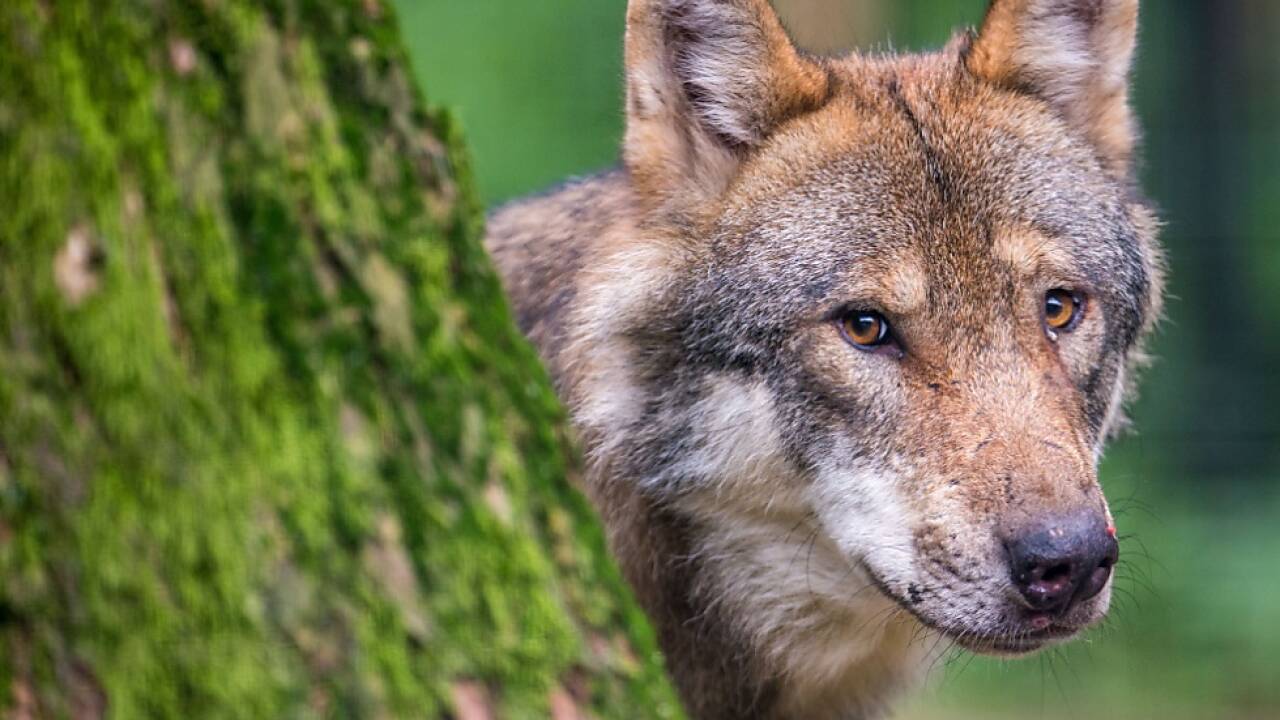 Die Landesregierung will an ihrer Linie festhalten und „Schadwölfe“ entnehmen. 