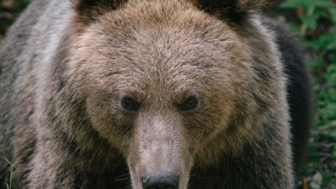 Die Suche nach der Bärin geht weiter (Symbolbild)  Die Suche nach der Bärin geht weiter (Symbolbild)