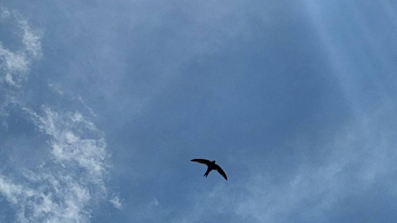 Mauersegler lassen sich hervorragend beim Faulenzen in Rückenlage beobachten, markant sind die sichelförmigen Flügel. Mauersegler lassen sich hervorragend beim Faulenzen in Rückenlage beobachten, markant sind die sichelförmigen Flügel.