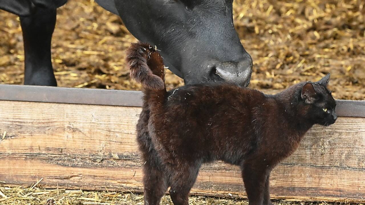 Erstmals Beweise für effiziente und anhaltende Übertragung Erstmals Beweise für effiziente und anhaltende Übertragung