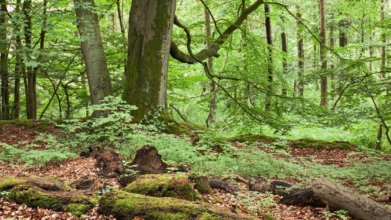 Bäume sind ein wesentlicher Faktor bei der Bekämpfung des Klimawandels. 