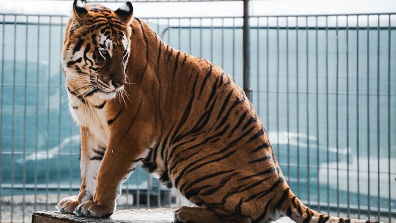Fünf Zirkustiger erhalten in Rumänien ein neues Zuhause.  
