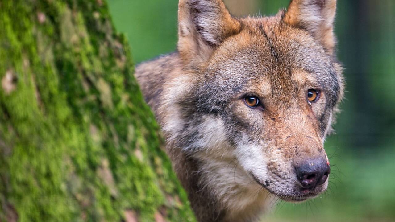 Die Abschussverordnungen seien europarechtswidrig, so der WFF. 