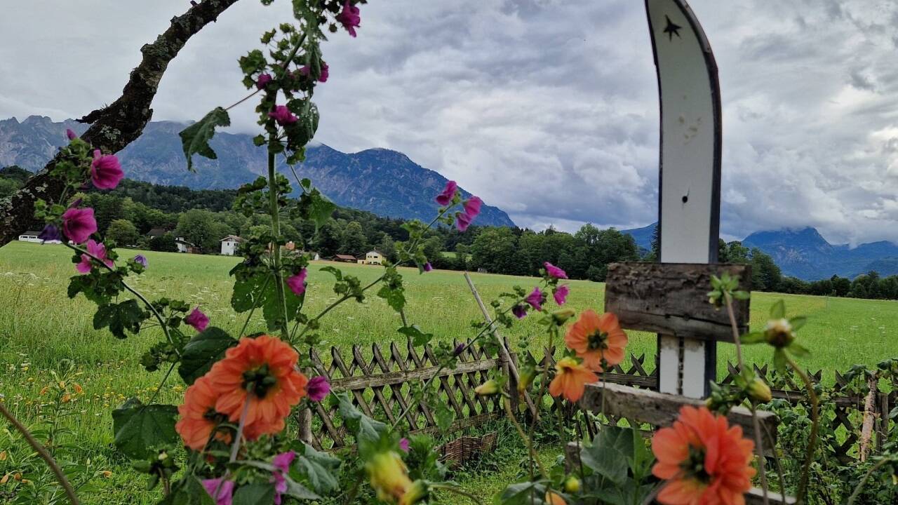 Ein Ski lugt zwischen Dahlien hervor.  Ein Ski lugt zwischen Dahlien hervor.
