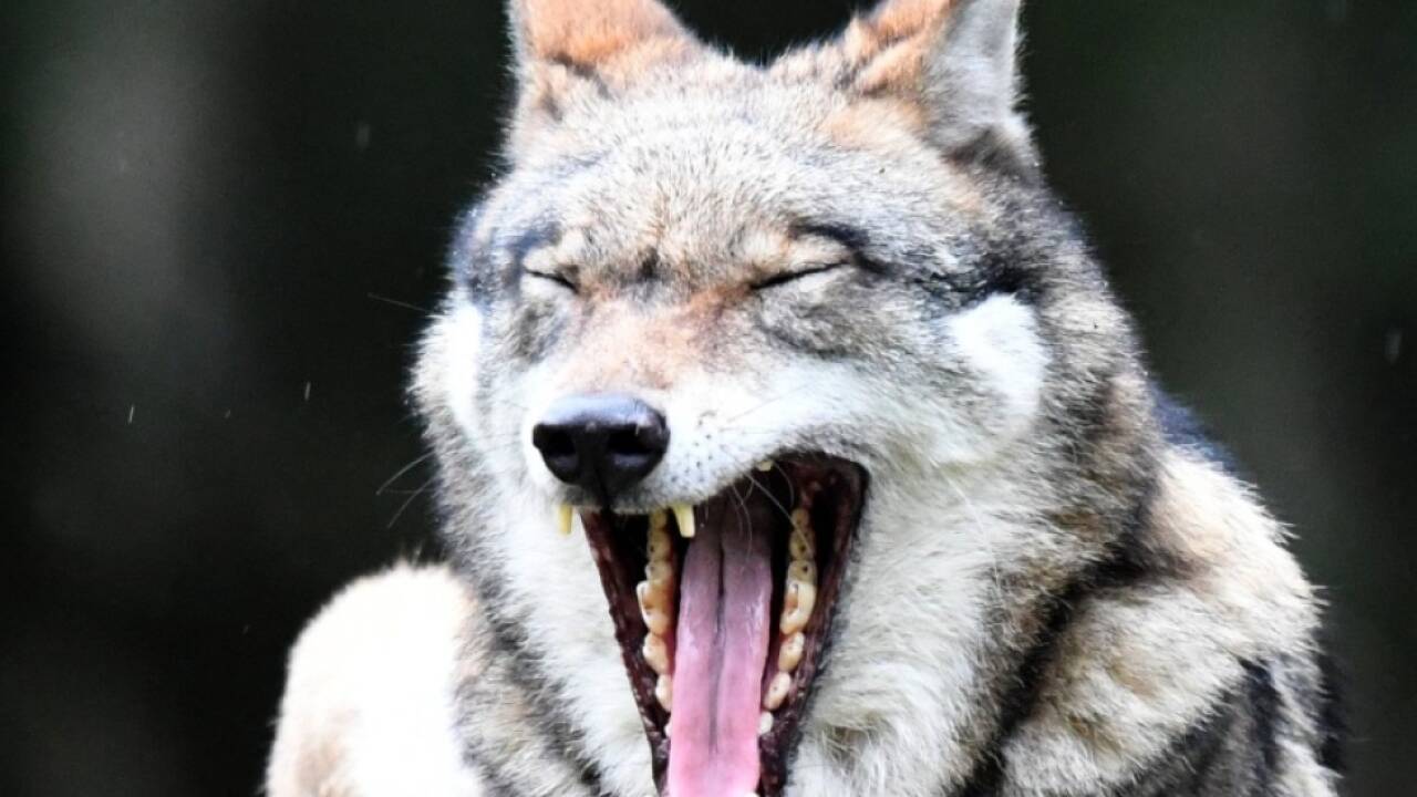 Der Europäische Gerichtshof verfolgt beim Schutz des Wolfes eine strenge Auslegung des EU-Rechts. Der Europäische Gerichtshof verfolgt beim Schutz des Wolfes eine strenge Auslegung des EU-Rechts.