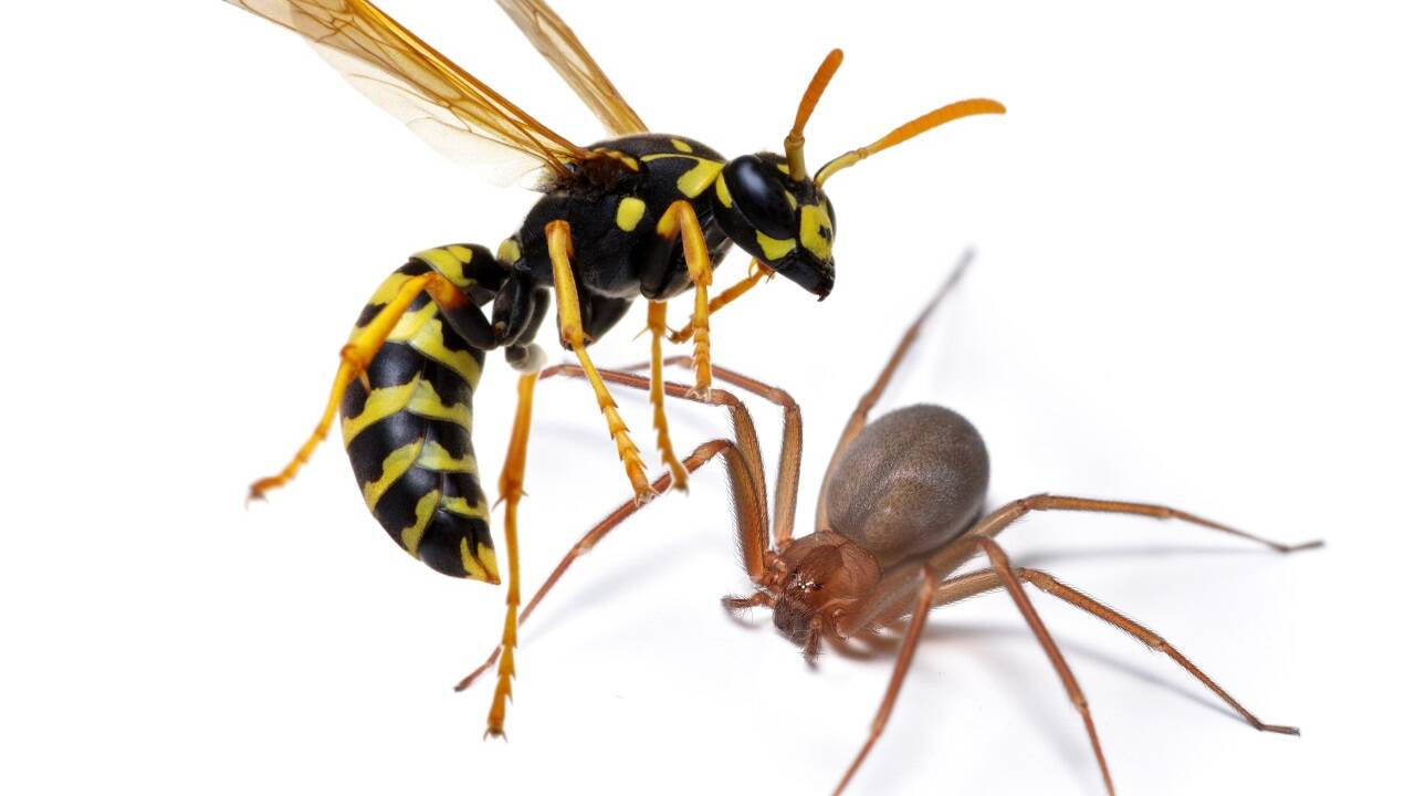 Wespe und Braune Violinspinne. Wespe und Braune Violinspinne.