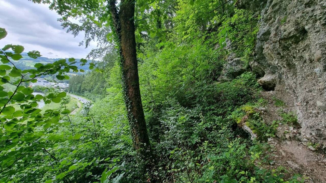 Blick vom Hangwald auf die bestehende Landesstraße. 